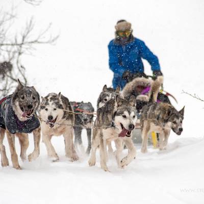 Husky Sledding in Norway on cross country winter activity holiday (1 of 1)-2.jpg